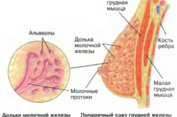 Строение грудной железы