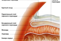Строение перикарда